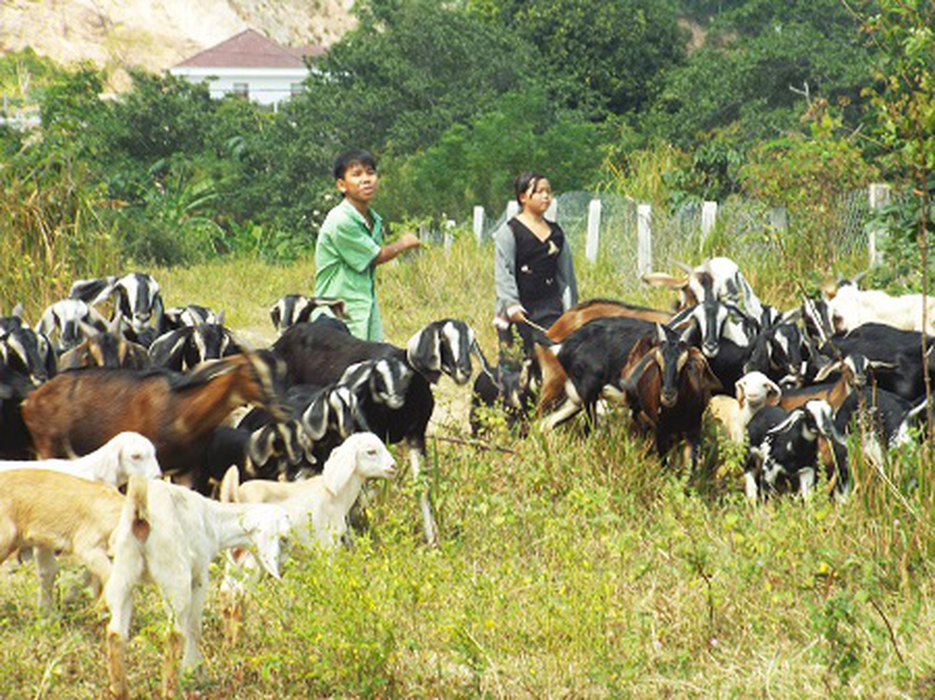 Nghề nu&ocirc;i d&ecirc; ở Phước Đồng, Nha Trang