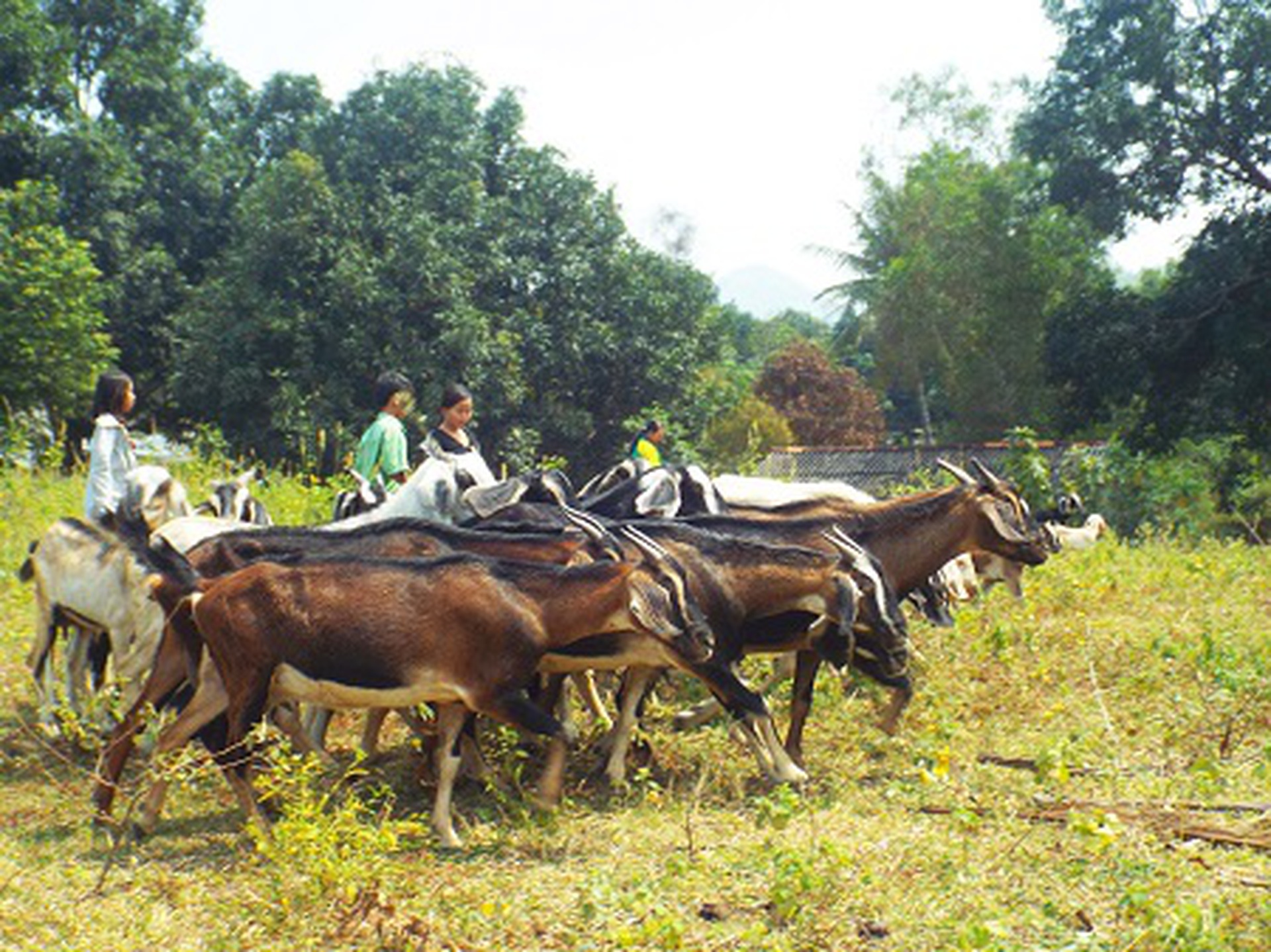 D&ecirc; l&agrave; lo&agrave;i dễ nu&ocirc;i, nhanh lớn