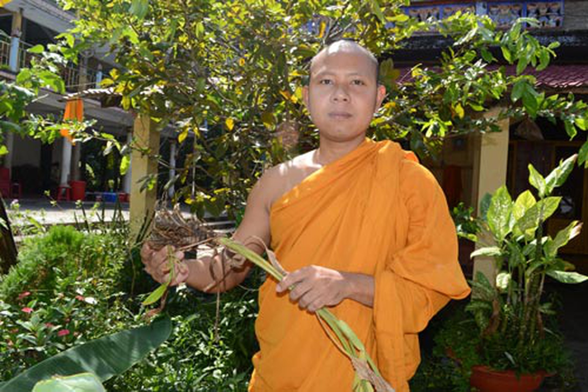 Đại đức Chau Soc Kol b&ecirc;n vườn thuốc qu&yacute; trị rắn cắn trồng trước s&acirc;n ch&ugrave;a Nam Quy tr&ecirc;n