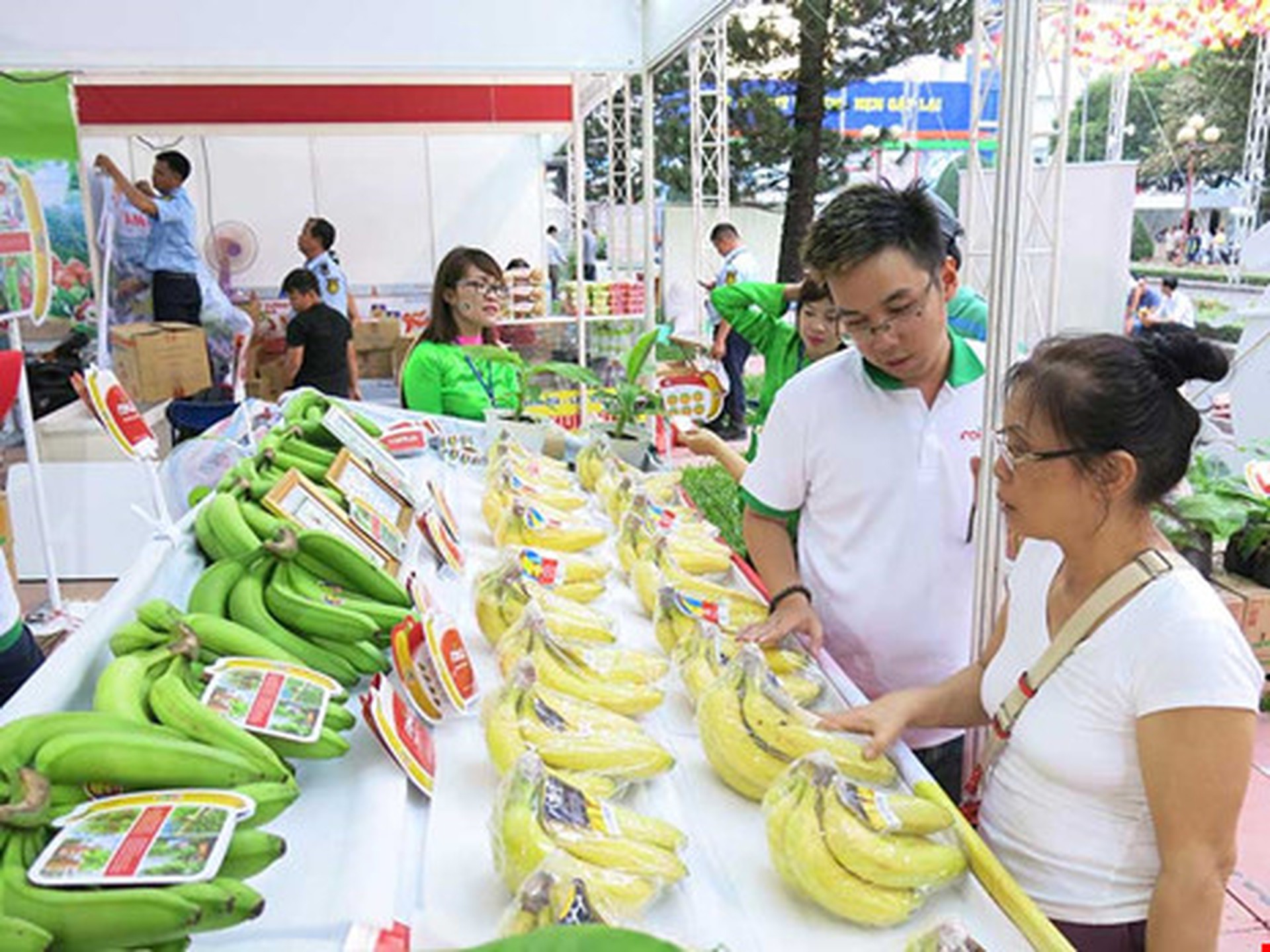 
Chuối xuất khẩu đi Nhật được giới thiệu tại một triển l&atilde;m tổ chức mới đ&acirc;y tại TP HCM. Ảnh: QH
