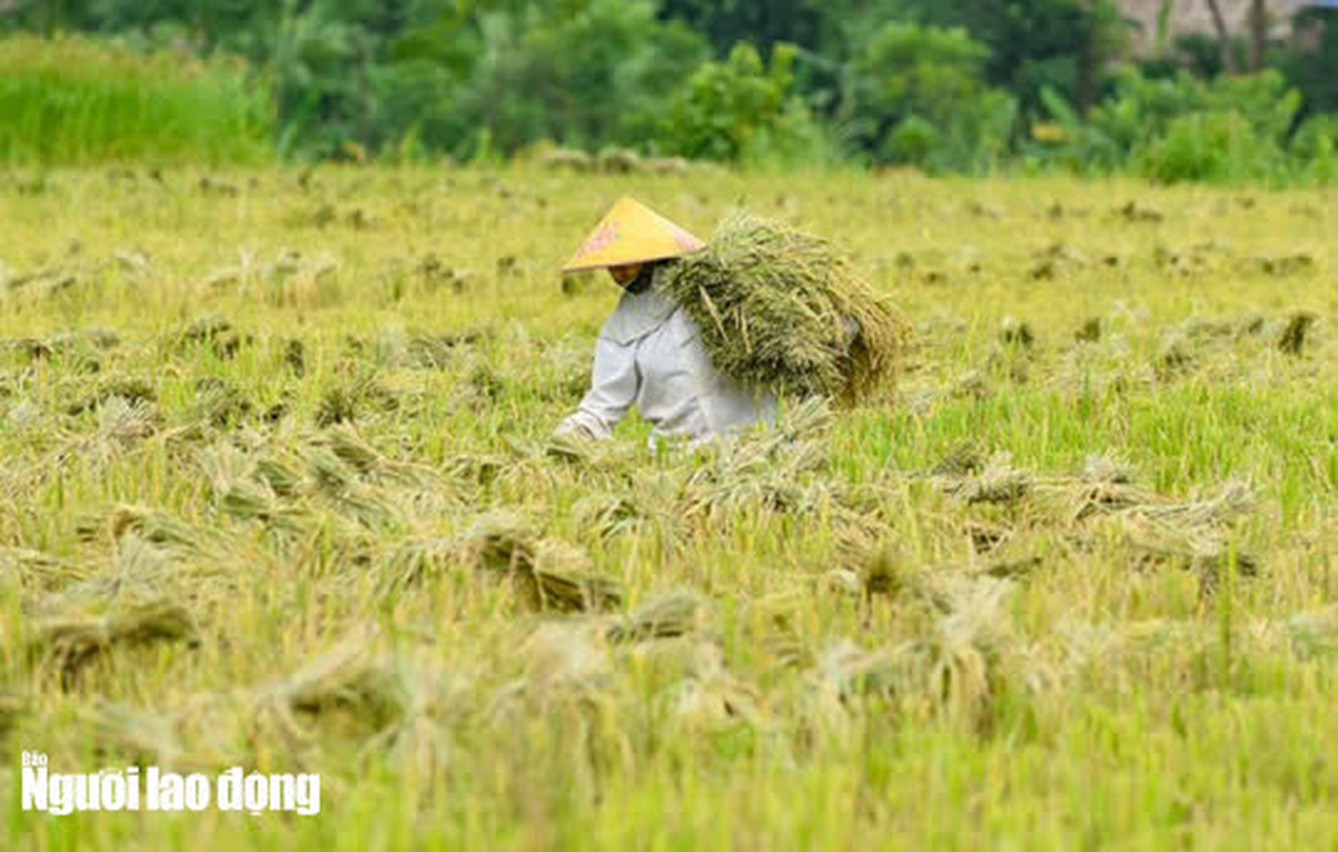 Vẻ đẹp m&ecirc; mẩn m&ugrave;a v&agrave;ng ở P&ugrave; Lu&ocirc;ng - Sa Pa của xứ Thanh - Ảnh 14.