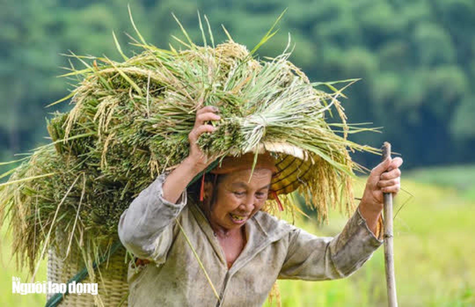 Vẻ đẹp m&ecirc; mẩn m&ugrave;a v&agrave;ng ở P&ugrave; Lu&ocirc;ng - Sa Pa của xứ Thanh - Ảnh 16.