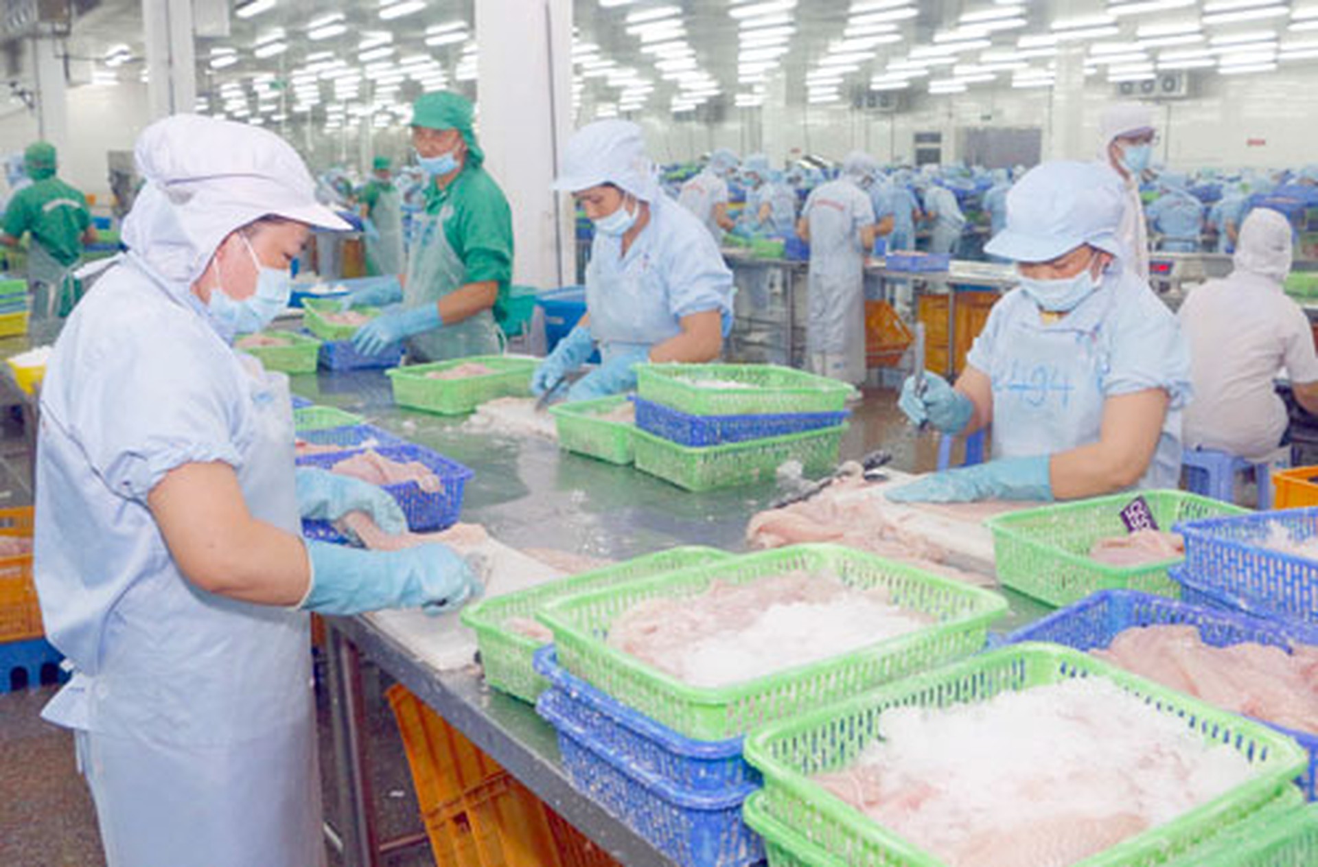 Thủ phủ c&aacute; tra t&igrave;m hướng đi mới - Ảnh 1.
