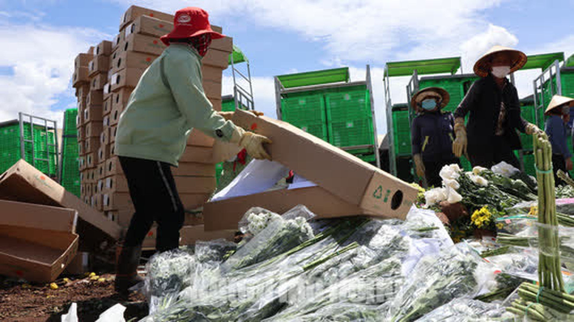 H&agrave;ng vạn c&agrave;nh hoa Đ&agrave; Lạt xuất khẩu sang &Uacute;c buộc phải ti&ecirc;u hủy - Ảnh 3.