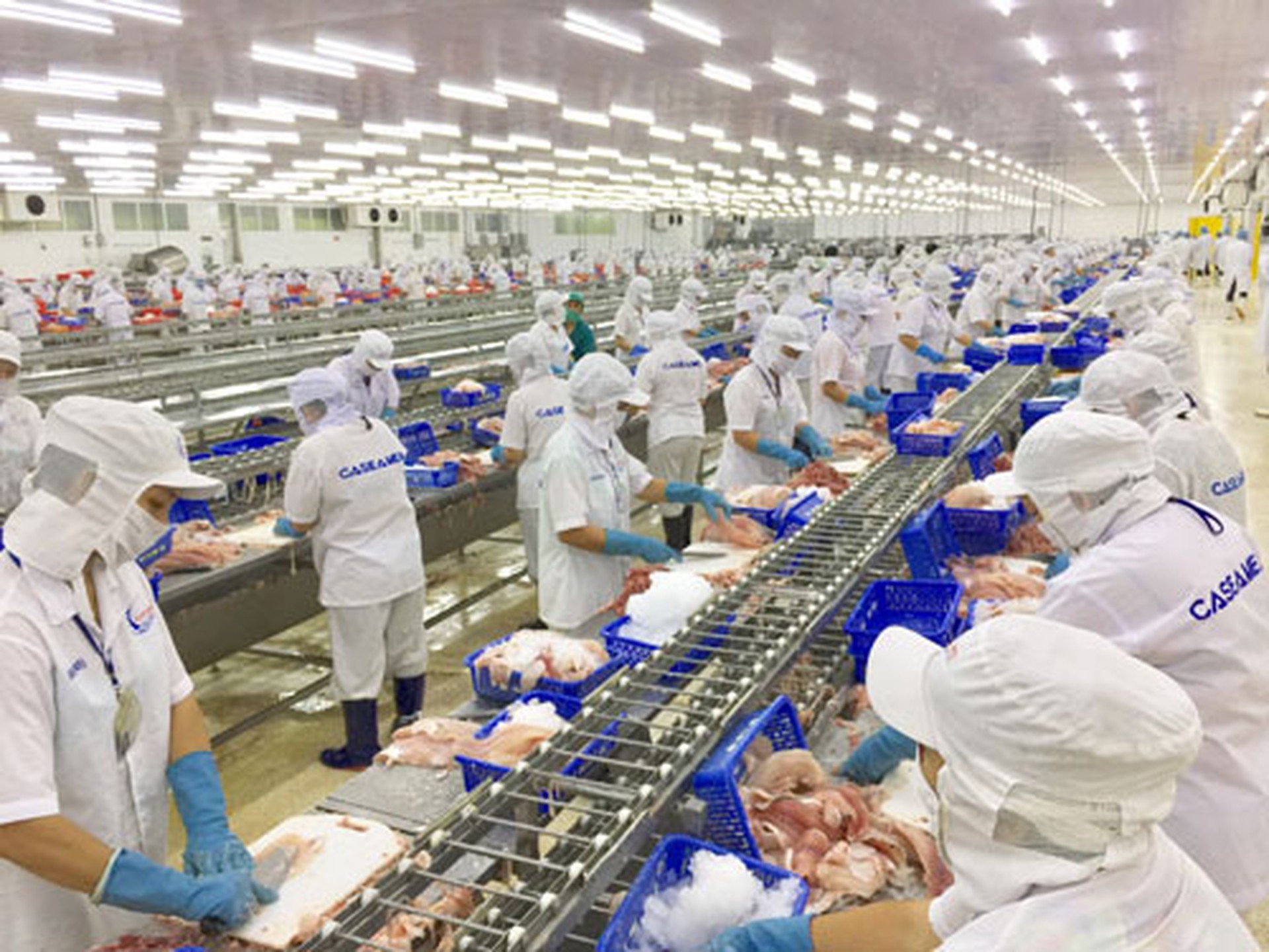 Ng&agrave;nh c&aacute; tra sẽ trỗi dậy - Ảnh 1.
