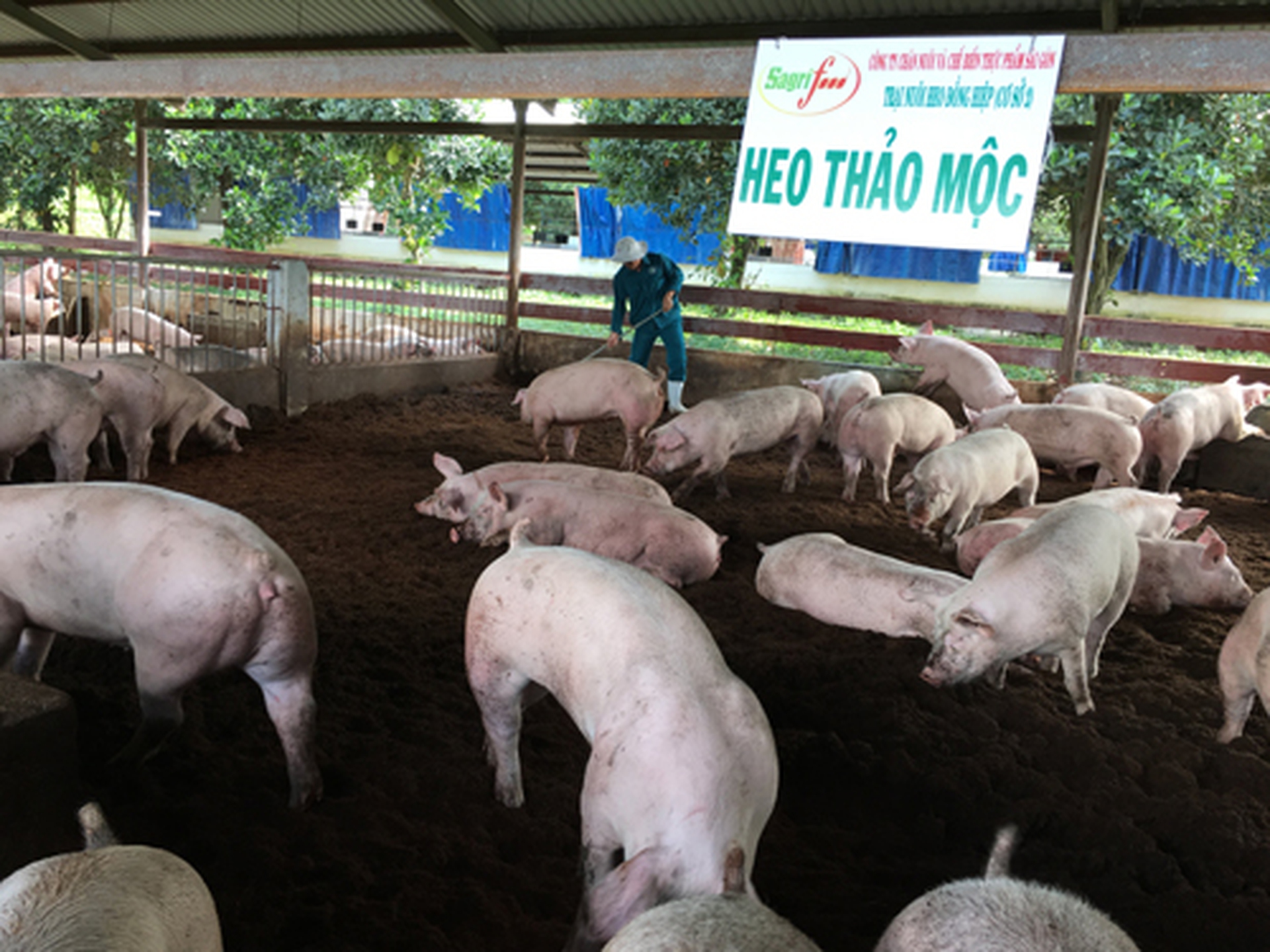 Thịt heo thảo mộc Sagri c&oacute; g&igrave; tốt? - Ảnh 1.