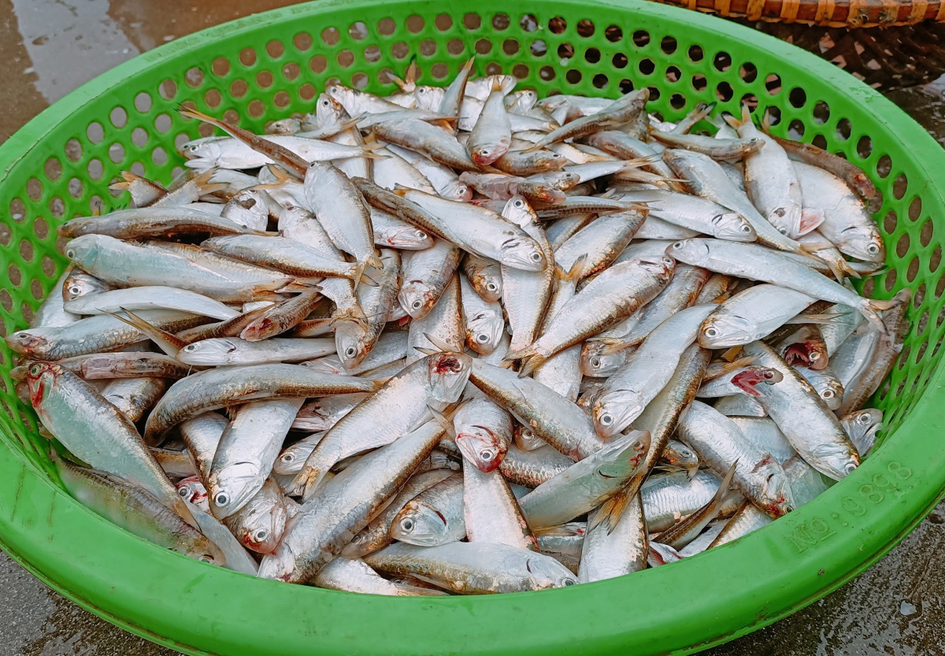 Ngư d&acirc;n đ&oacute;n lộc biển đầu năm, t&agrave;u cứ cập bờ l&agrave; ch&aacute;y h&agrave;ng - Ảnh 10.