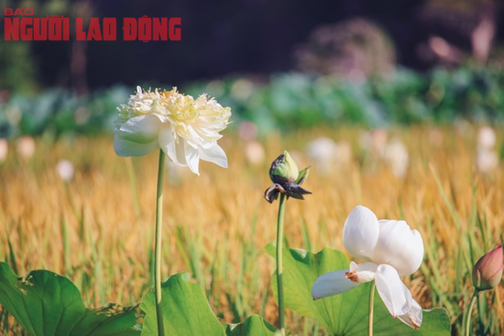 M&aacute;t l&agrave;nh ng&agrave;y hạ - Ảnh 5.