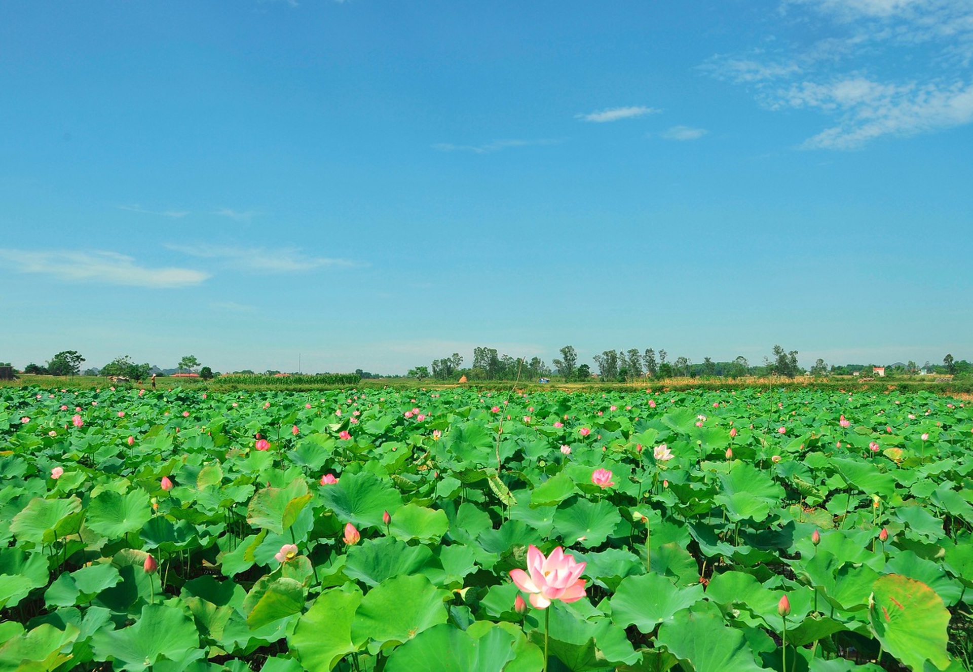 Ngỡ ng&agrave;ng trước cảnh thanh b&igrave;nh ở di sản Th&agrave;nh nh&agrave; Hồ - Ảnh 14.