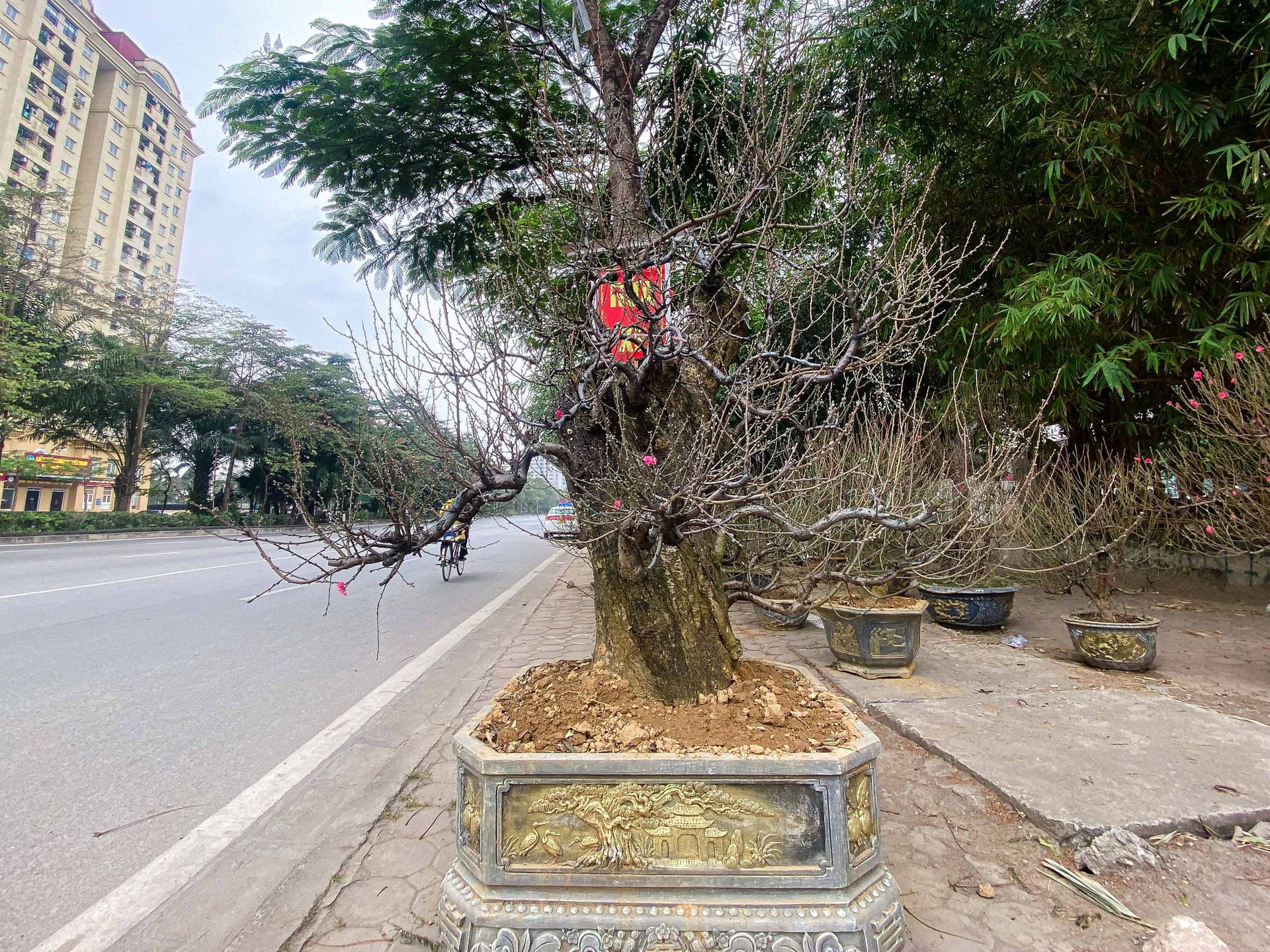 Ngắm gốc đ&agrave;o cổ thụ 100 năm tuổi được ch&agrave;o gi&aacute; 368 triệu đồng - Ảnh 10.