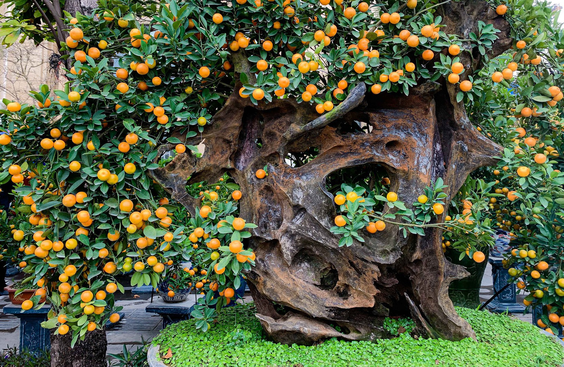 Độc đ&aacute;o quất bonsai ch&agrave;o Tết Qu&yacute; M&atilde;o 2023 - Ảnh 12.