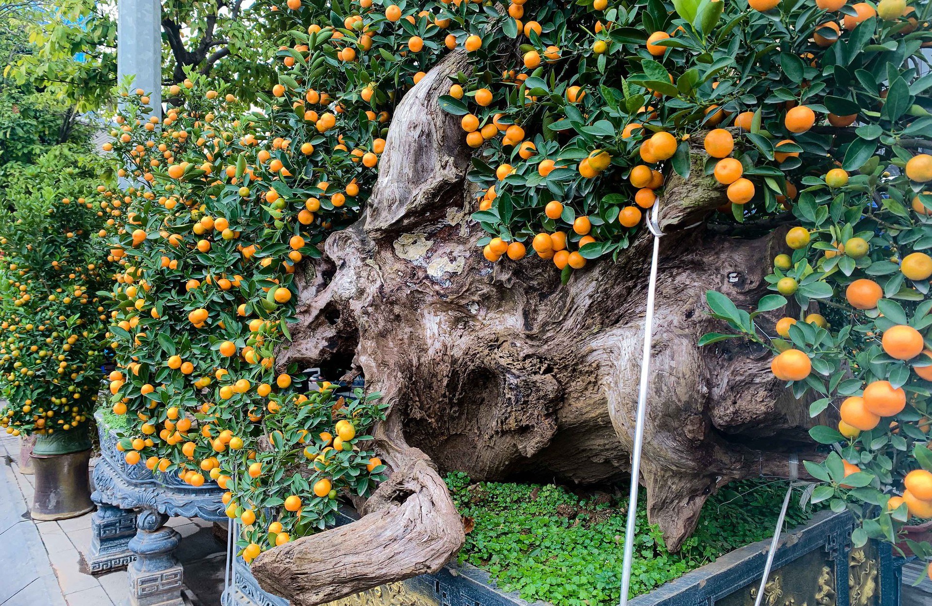 Độc đ&aacute;o quất bonsai ch&agrave;o Tết Qu&yacute; M&atilde;o 2023 - Ảnh 13.