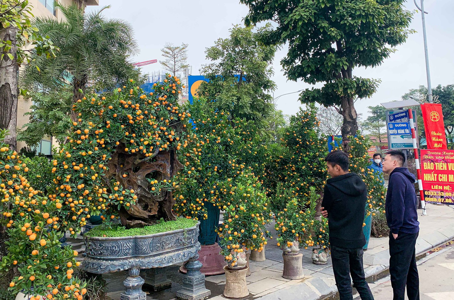 Độc đ&aacute;o quất bonsai ch&agrave;o Tết Qu&yacute; M&atilde;o 2023 - Ảnh 14.