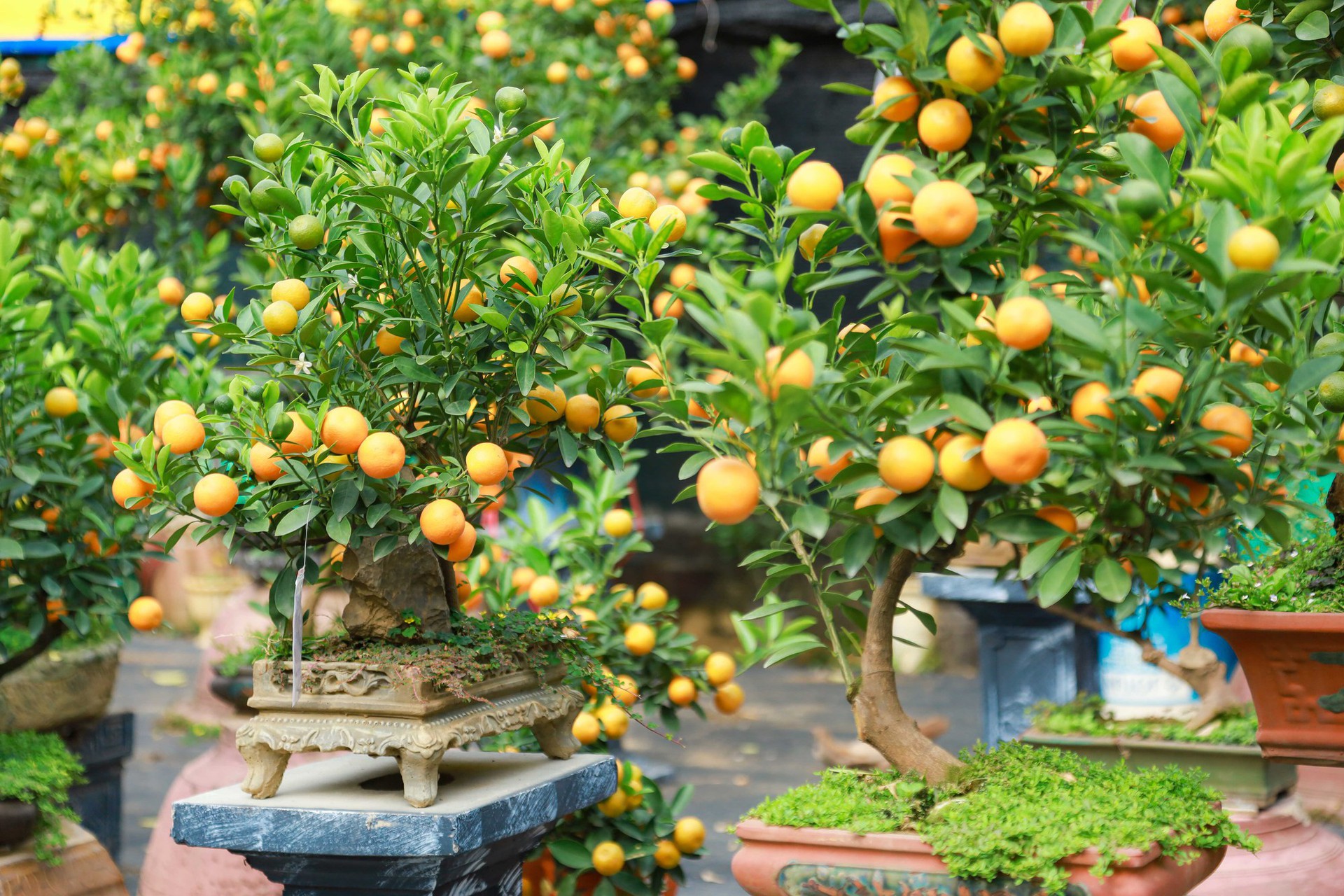 Độc đ&aacute;o quất bonsai ch&agrave;o Tết Qu&yacute; M&atilde;o 2023 - Ảnh 3.