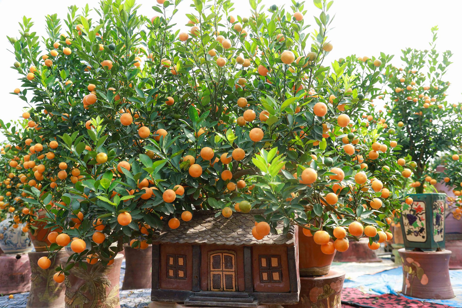 Độc đ&aacute;o quất bonsai ch&agrave;o Tết Qu&yacute; M&atilde;o 2023 - Ảnh 5.