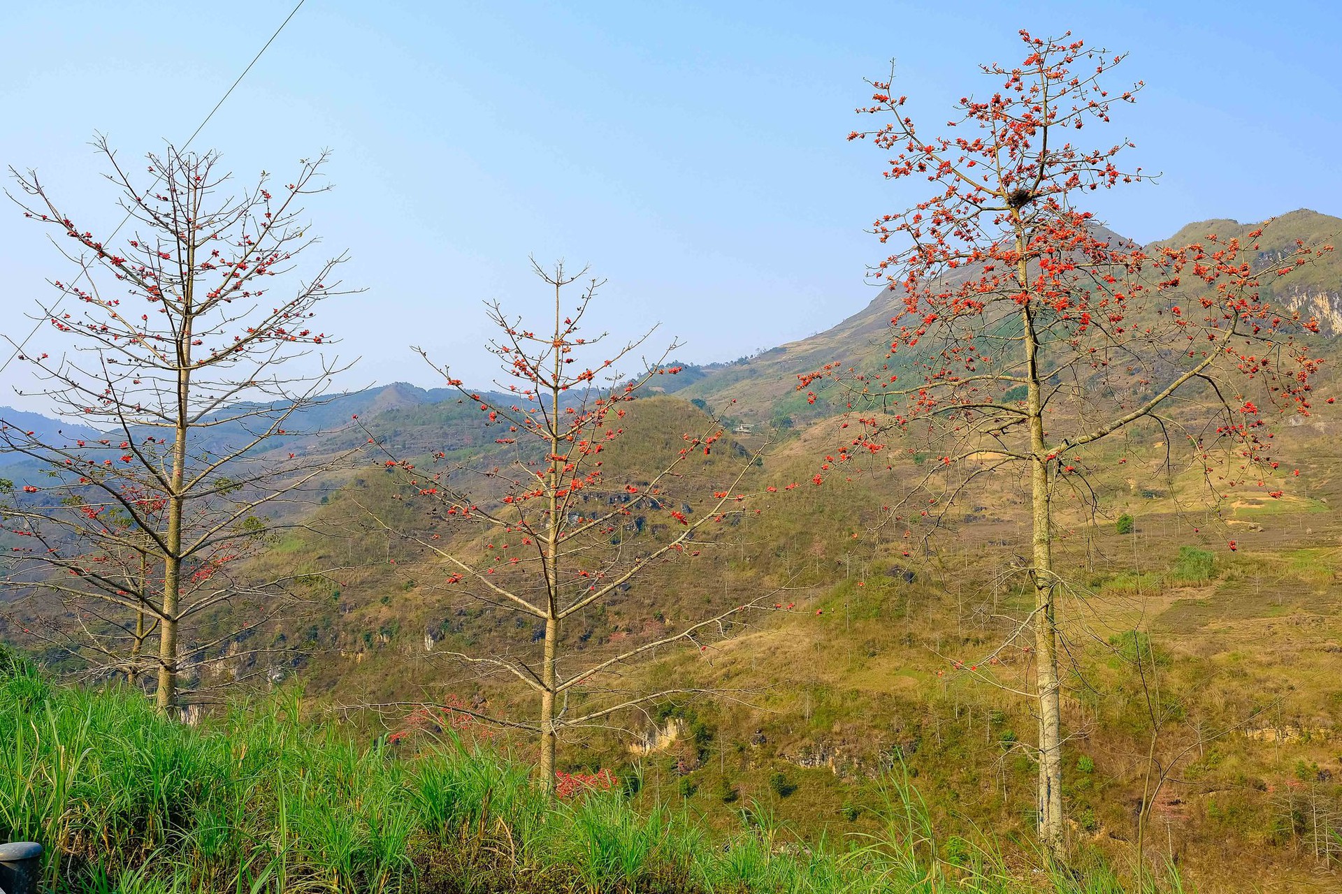 M&ecirc; mẩn ngắm hoa gạo rực đỏ n&uacute;i rừng H&agrave; Giang - Ảnh 1.