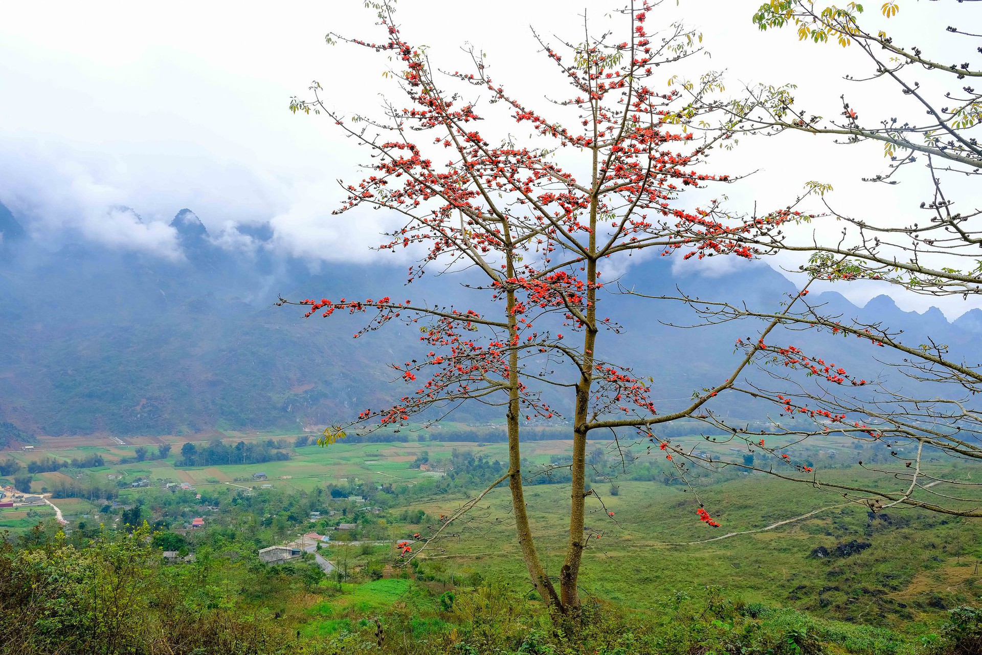 M&ecirc; mẩn ngắm hoa gạo rực đỏ n&uacute;i rừng H&agrave; Giang - Ảnh 6.