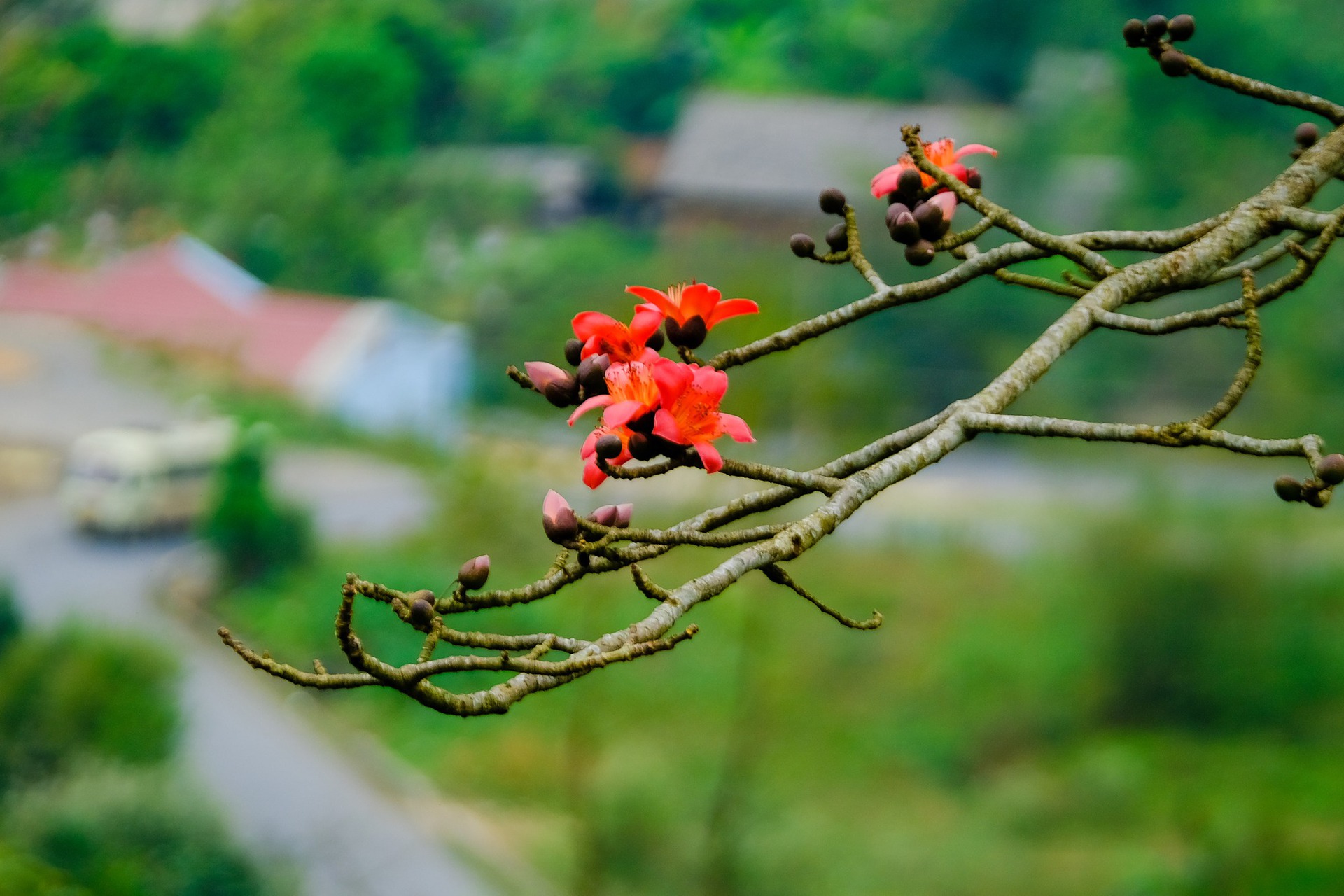 M&ecirc; mẩn ngắm hoa gạo rực đỏ n&uacute;i rừng H&agrave; Giang - Ảnh 5.