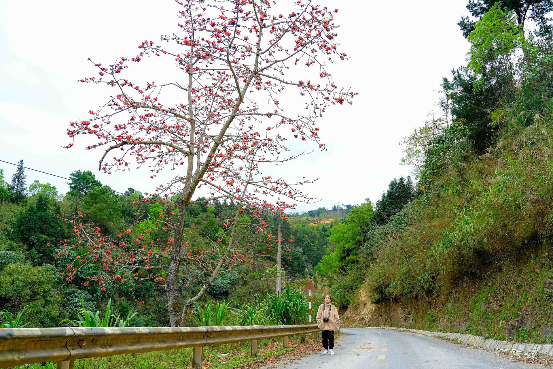 M&ecirc; mẩn ngắm hoa gạo rực đỏ n&uacute;i rừng H&agrave; Giang - Ảnh 2.