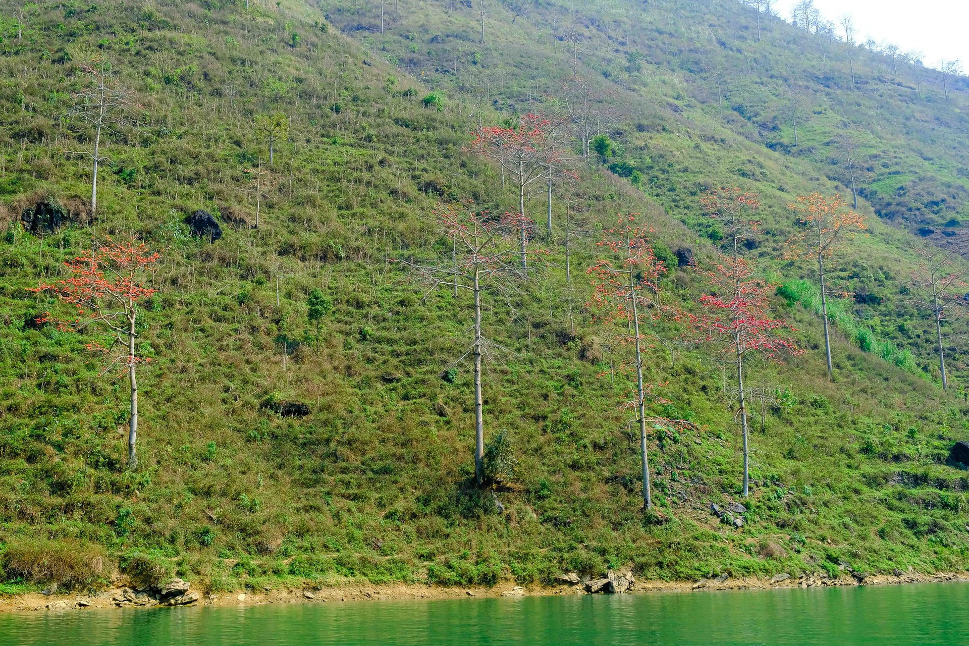 M&ecirc; mẩn ngắm hoa gạo rực đỏ n&uacute;i rừng H&agrave; Giang - Ảnh 8.