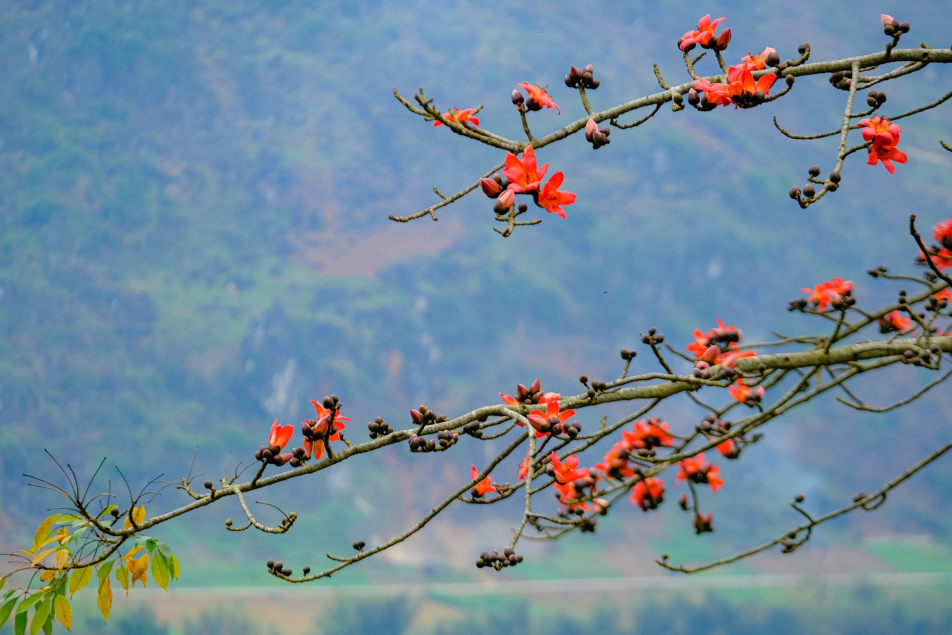 M&ecirc; mẩn ngắm hoa gạo rực đỏ n&uacute;i rừng H&agrave; Giang - Ảnh 4.