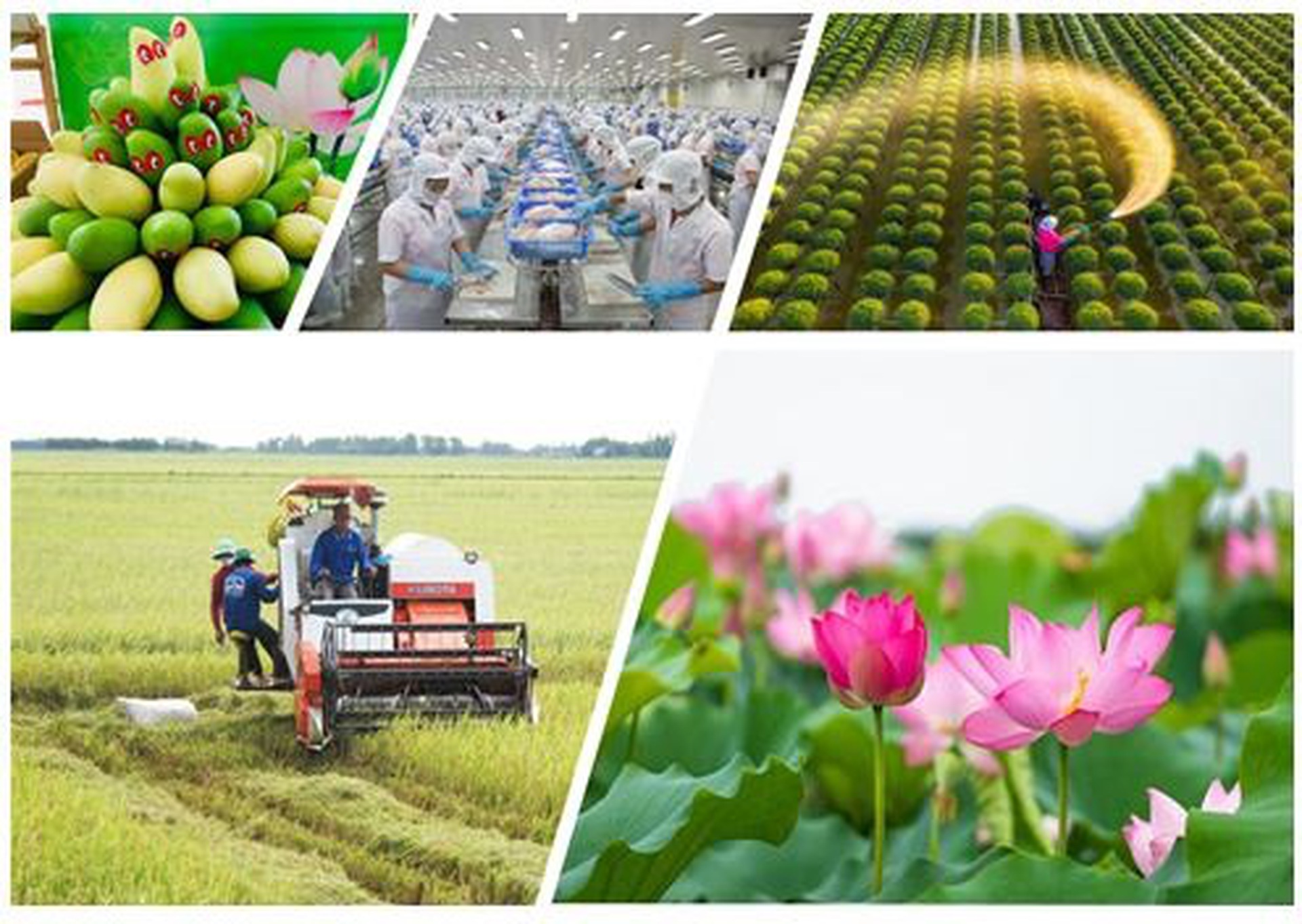 Đồng Th&aacute;p c&oacute; 115 x&atilde; đạt chuẩn n&ocirc;ng th&ocirc;n mới- Ảnh 3.