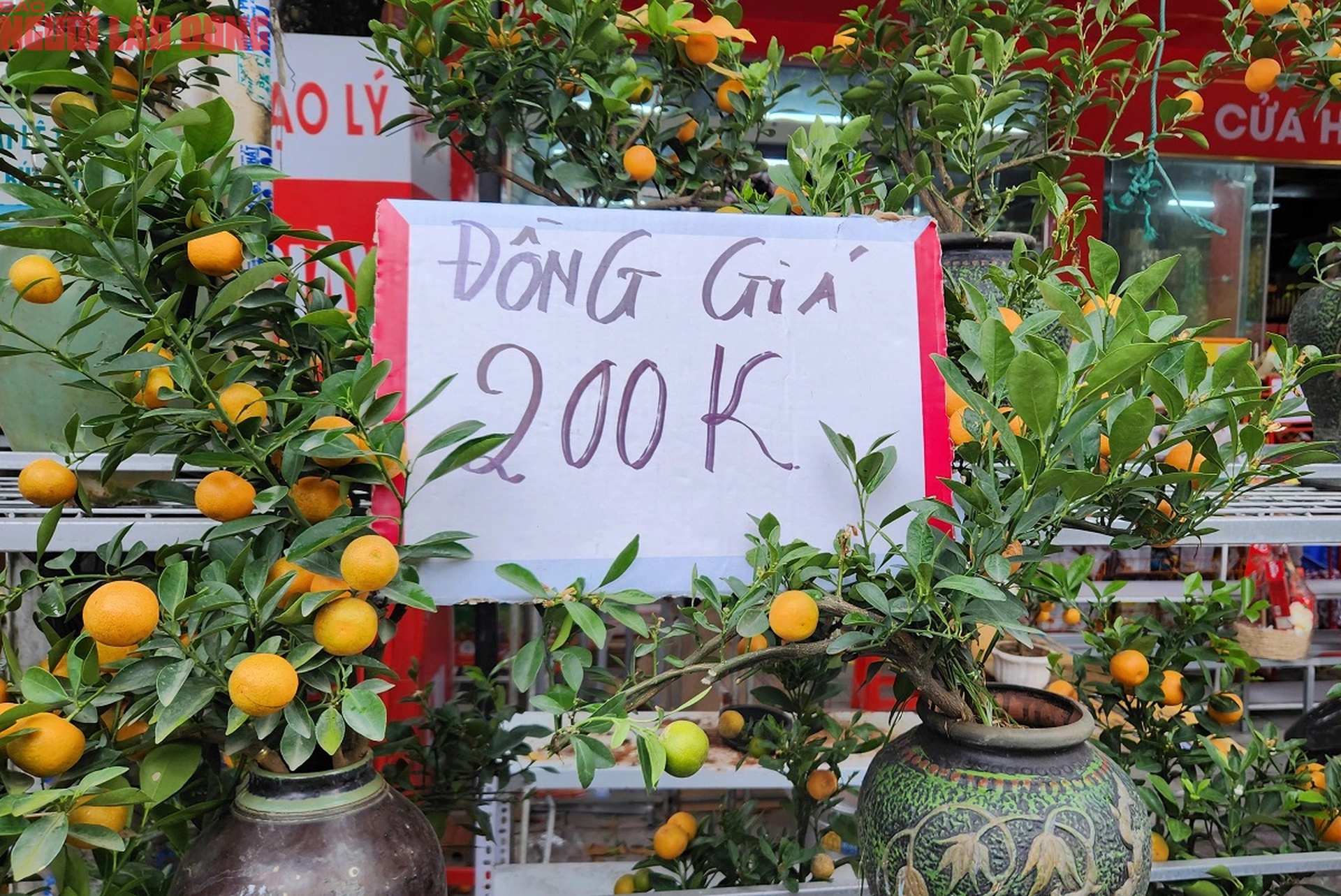 Tiểu thương đồng loạt "xả h&agrave;ng" đ&agrave;o, quất vẫn ế ẩm chiều 29 Tết- Ảnh 2.