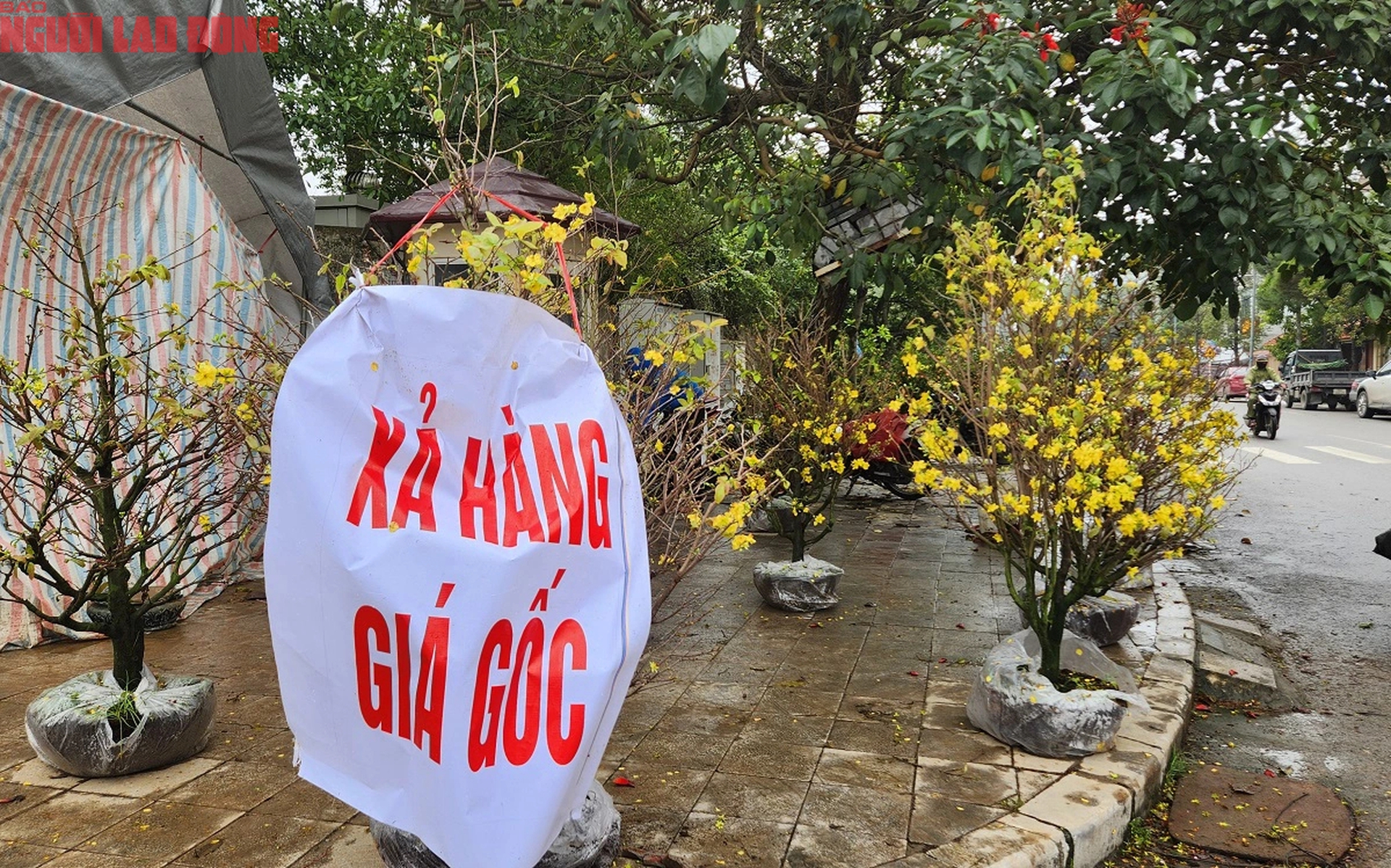 Tiểu thương đồng loạt "xả h&agrave;ng" đ&agrave;o, quất vẫn ế ẩm chiều 29 Tết- Ảnh 4.