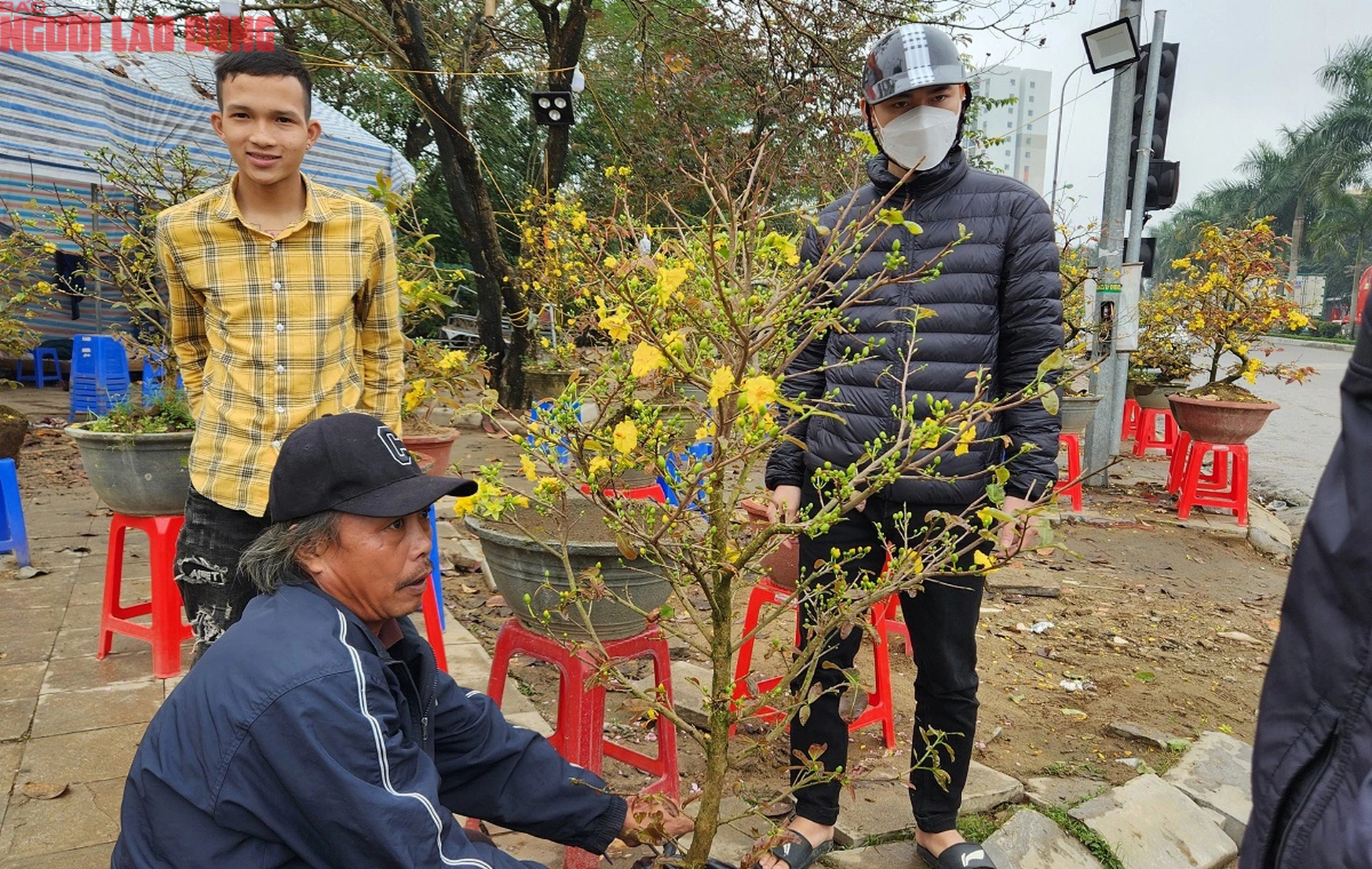 Tiểu thương đồng loạt "xả h&agrave;ng" đ&agrave;o, quất vẫn ế ẩm chiều 29 Tết- Ảnh 5.