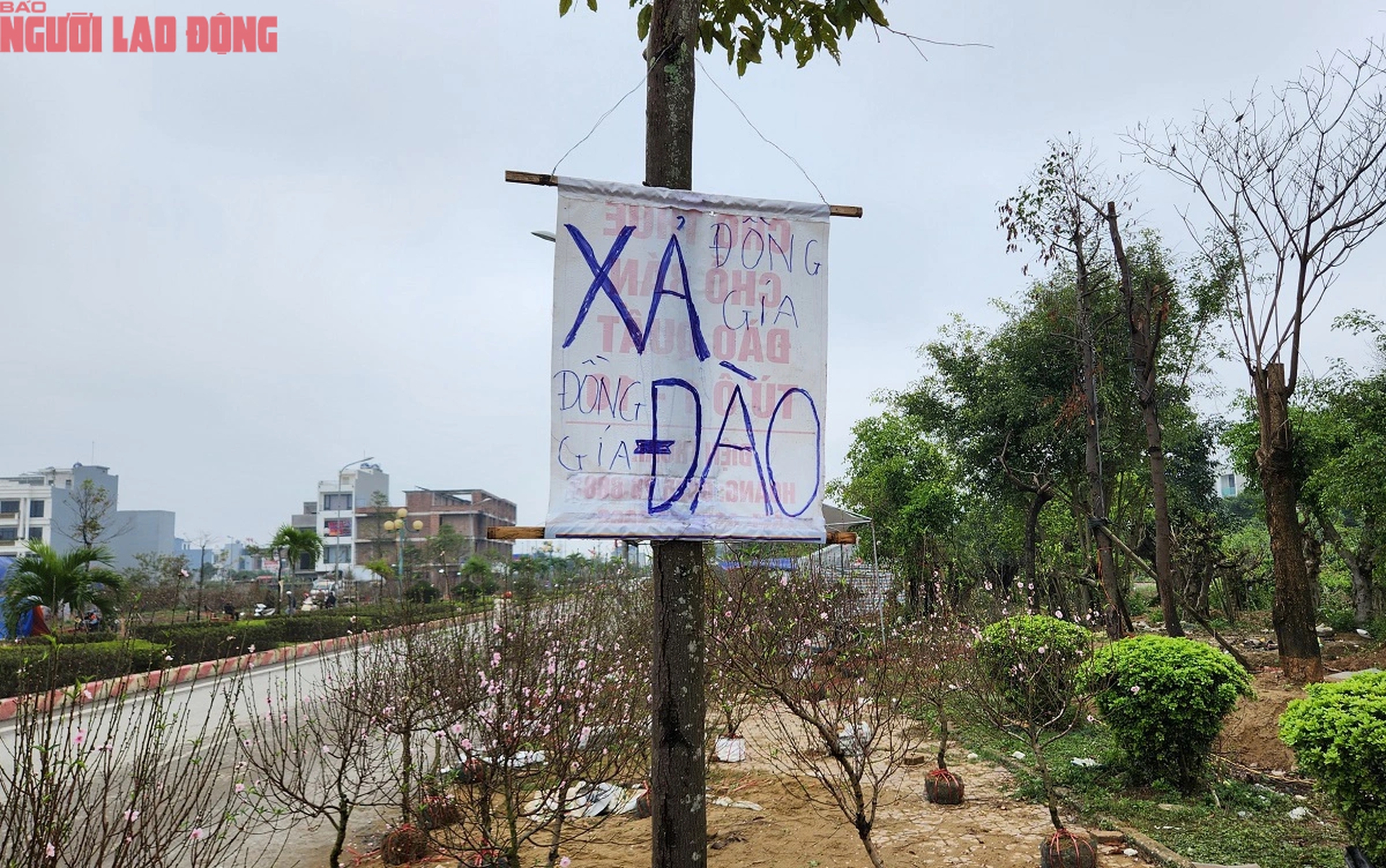 Tiểu thương đồng loạt "xả h&agrave;ng" đ&agrave;o, quất vẫn ế ẩm chiều 29 Tết- Ảnh 8.
