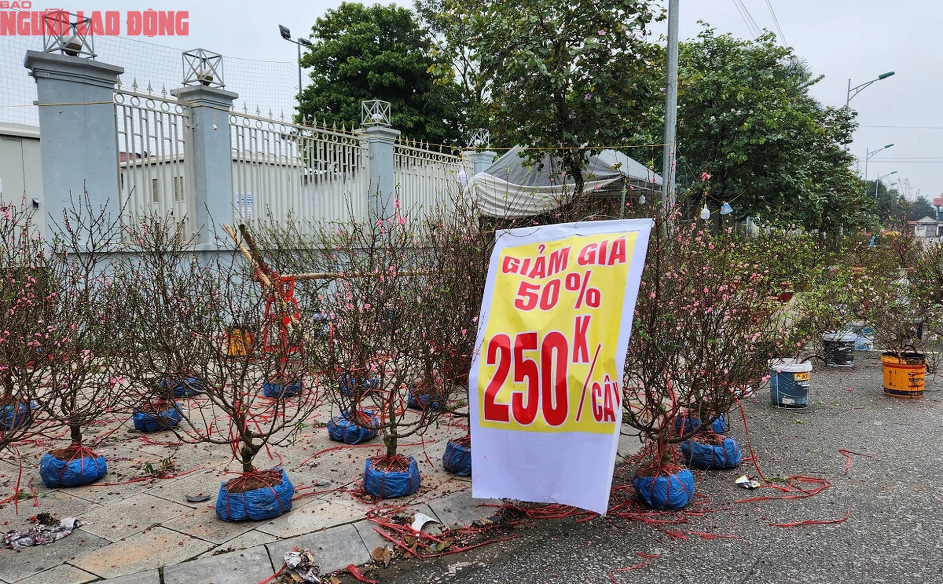 Tiểu thương đồng loạt "xả h&agrave;ng" đ&agrave;o, quất vẫn ế ẩm chiều 29 Tết- Ảnh 9.