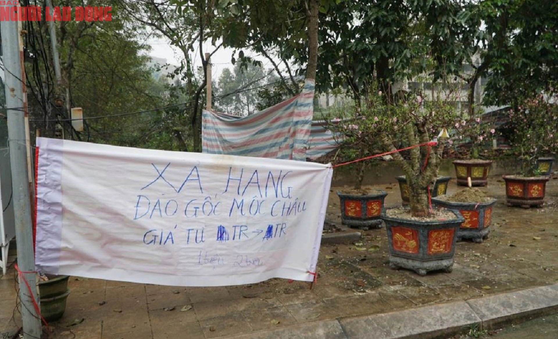 Tiểu thương đồng loạt "xả h&agrave;ng" đ&agrave;o, quất vẫn ế ẩm chiều 29 Tết- Ảnh 10.