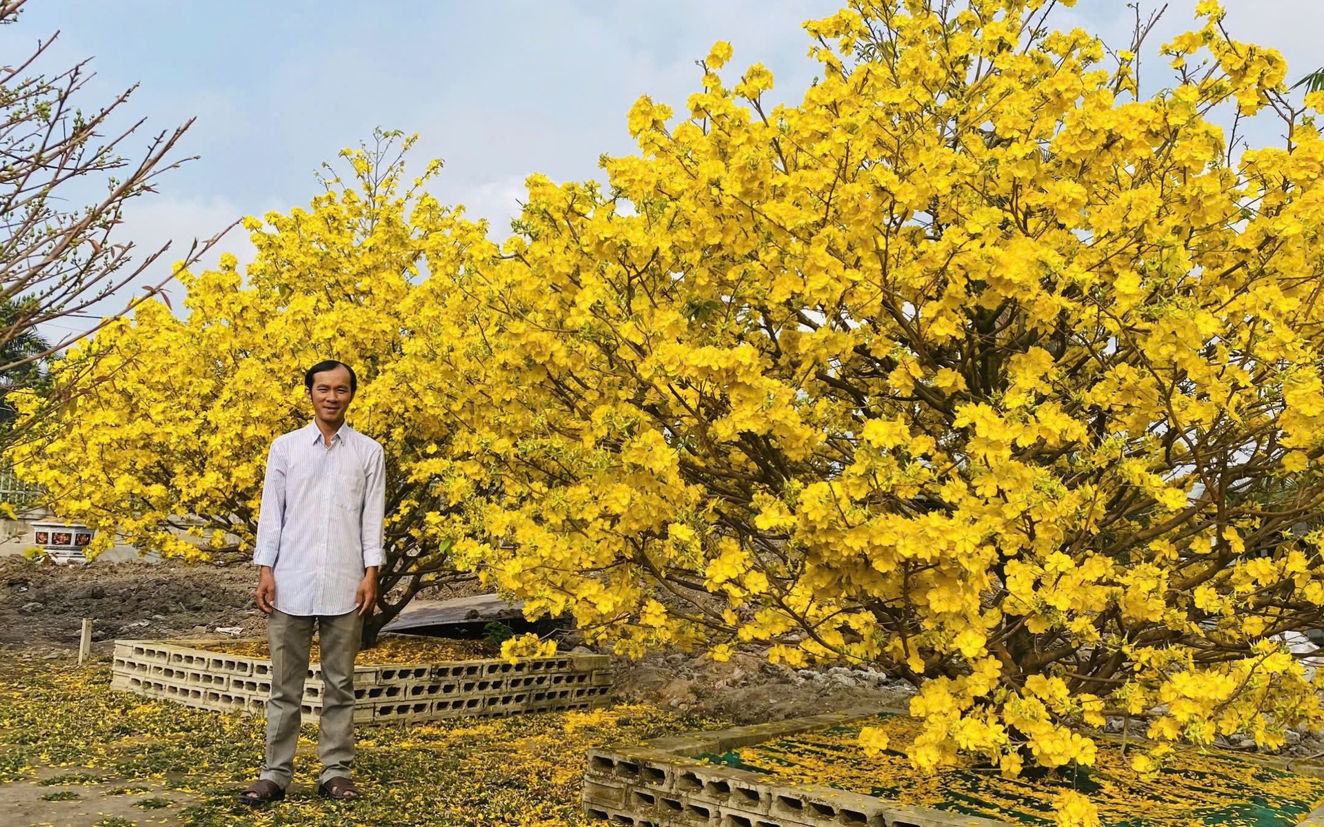 Khai mạc Đường hoa Mai v&agrave;ng B&igrave;nh Lợi: T&ocirc;n vinh l&agrave;ng nghề giữa l&ograve;ng đ&ocirc; thị - Ảnh 7.