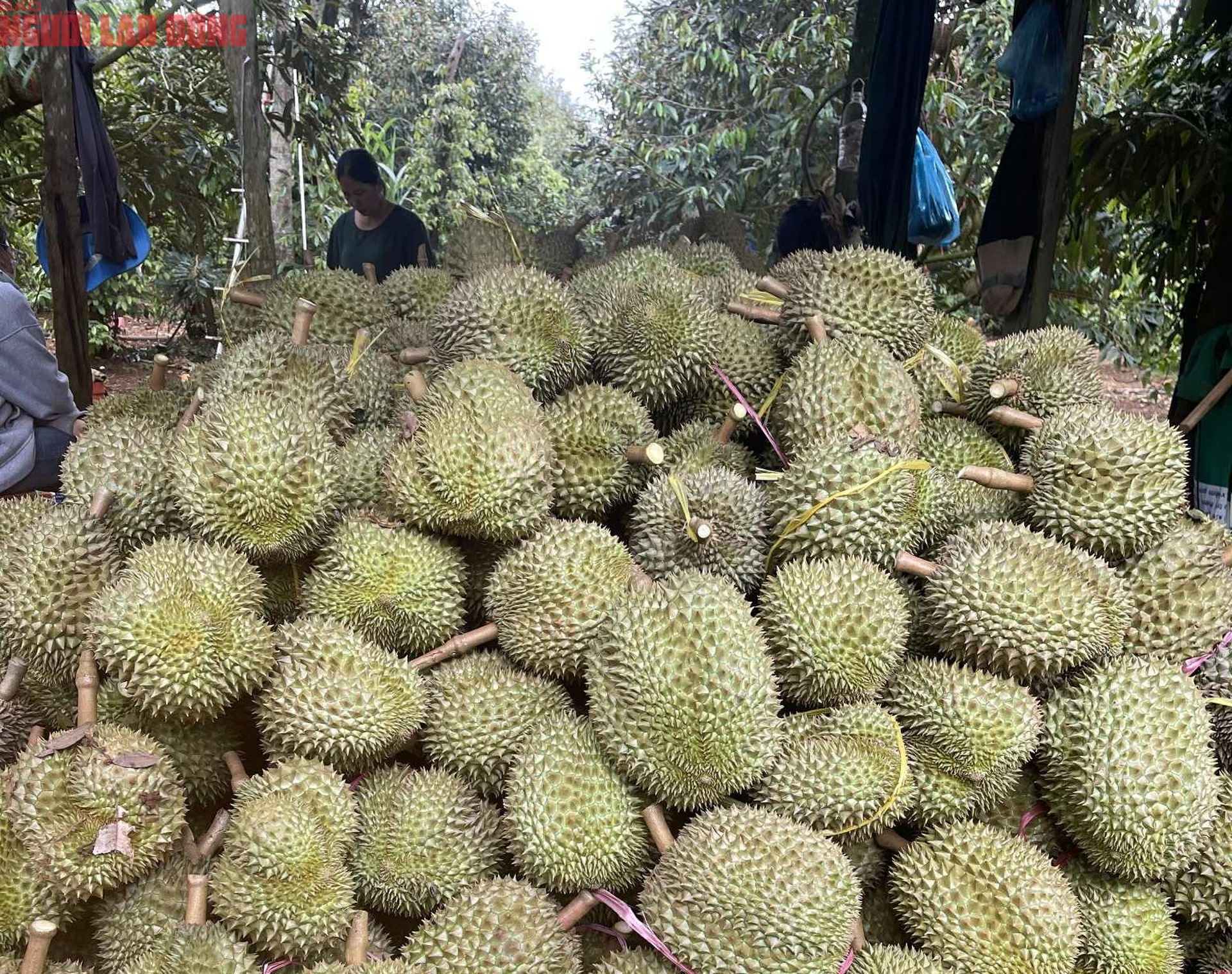 Gi&aacute; sầu ri&ecirc;ng tăng mạnh khi trung thu tới gần - Ảnh 1.