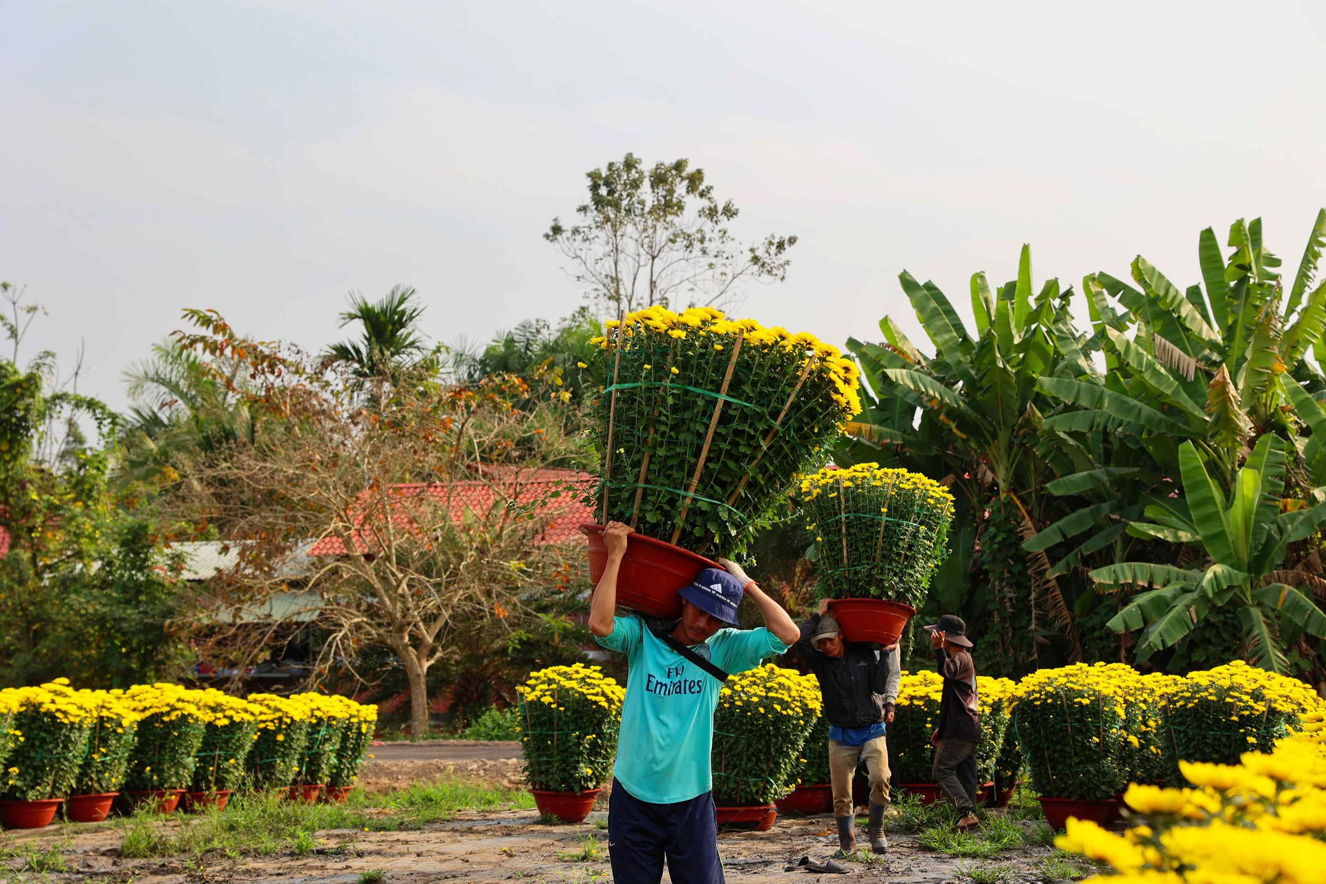 Hoa Tết v&agrave;o m&ugrave;a cao điểm: Rộn r&agrave;ng xe hoa, thấp thỏm nỗi lo - Ảnh 3.