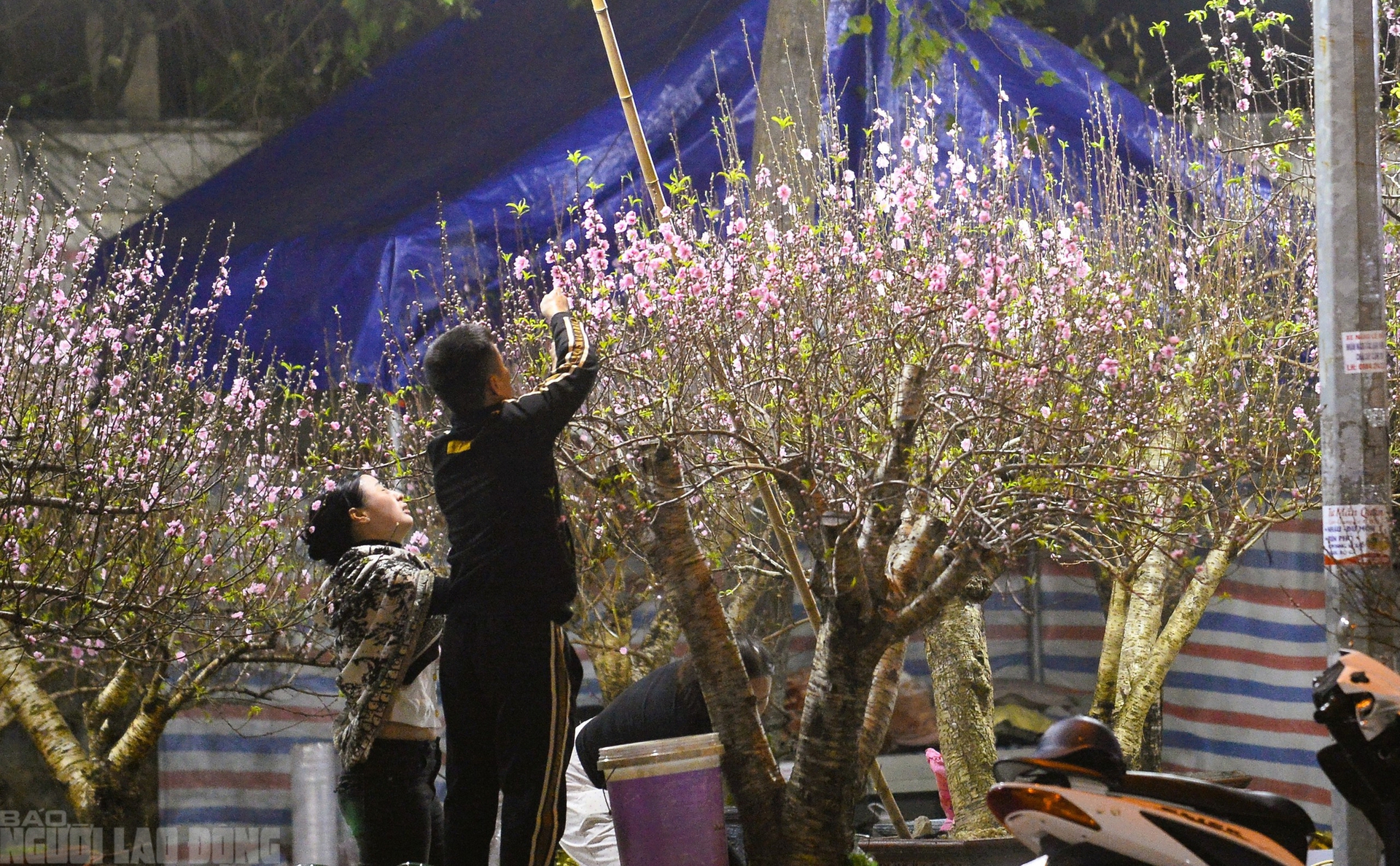 Xuy&ecirc;n đ&ecirc;m canh đ&agrave;o, quất trong gi&aacute; r&eacute;t - Ảnh 15.