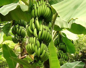 Chái nhà - Ảnh 4.