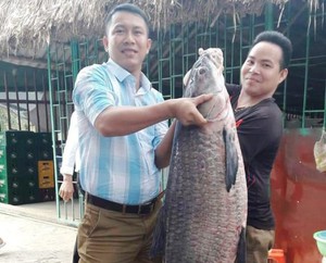 Đầu năm bắt được cá trắm đen “khủng” nặng 33 kg, dài 1 m