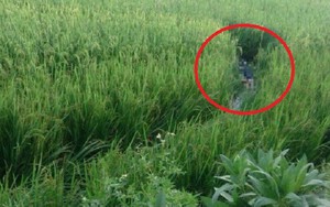 Vướng d&acirc;y điện bẫy chuột, người đ&agrave;n &ocirc;ng đi bắt ếch tử vong - Ảnh 2.