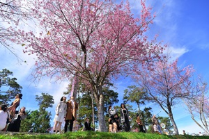 Du kh&aacute;ch chen ch&acirc;n check-in với hoa mai anh đ&agrave;o nở sớm ở Đ&agrave; Lạt - Ảnh 15.