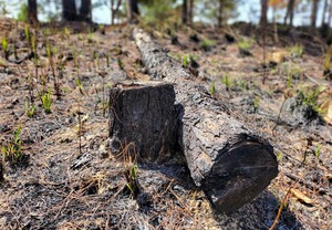 Cận cảnh rừng bị đốt phá, &quot;đầu độc&quot; trong dự án 25.000 tỉ đồng của Công ty Sài Gòn - Đại Ninh