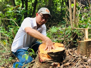 Ngăn tình trạng phá rừng dự án để trồng keo