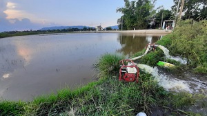Cơn “mưa vàng” làm gần 1.000 ha lúa ở Bình Định vừa gieo sạ bị ngập nặng