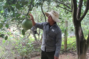 Vùng trồng bưởi tại Ninh Thuận đủ điều kiện xuất khẩu sang Mỹ
