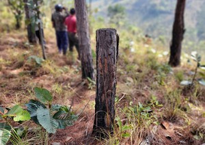Khẩn trương điều tra vụ phá rừng ở Lâm Hà - Lâm Đồng