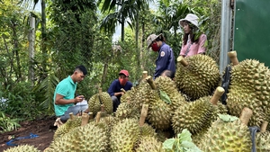 Mua, bán sầu riêng: Các DN 