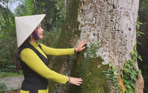 Cây di sản 600 năm tuổi ở rừng Lam Kinh