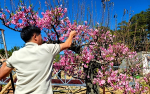 Ngắm vườn đào cổ thụ Tây Bắc quý hiếm trong mùa xuân Lâm Đồng