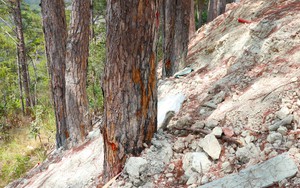 Cây rừng sắp chết vì bị lấp gốc ở dự án mở rộng đèo Prenn