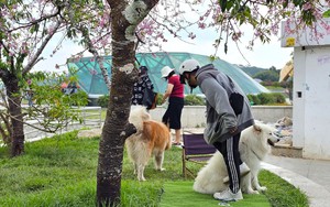 Xử lý nhanh 2 thanh niên dắt chó chiếm chỗ cây mai anh đào đẹp nhất quảng trường Lâm Viên